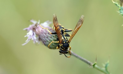 Gallische Feldwespe (Polistes dominula) 