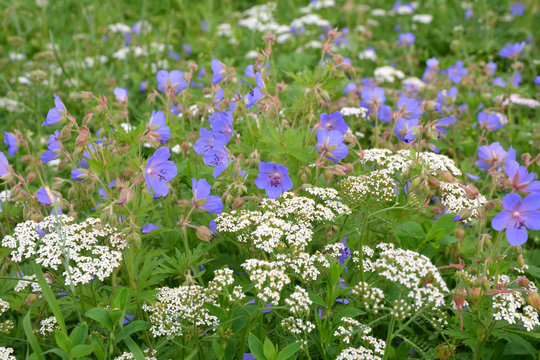 Fototapeta Blue and white wild flowers in a meadow