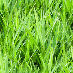 seamless summer garden green grass. background, texture.