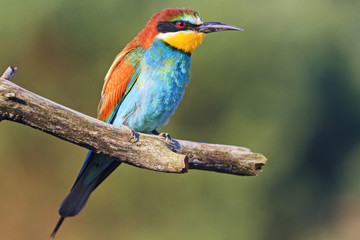 Rainbow feathers on the bird