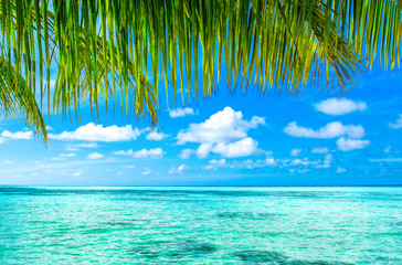 Fototapeta na wymiar Beautiful landscape of clear turquoise Indian ocean, view under the branches of palm trees, Maldives islands