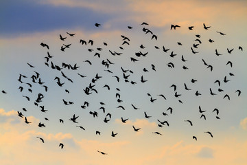 silhouette of a flock of starlings on colored sky