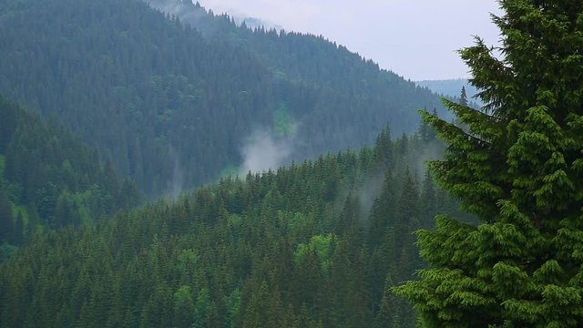 Heavy rain in mountain area. Beautiful thick evergreen coniferous green trees and raindrops background. Mist slowly moving among trees. Real time full hd video footage.