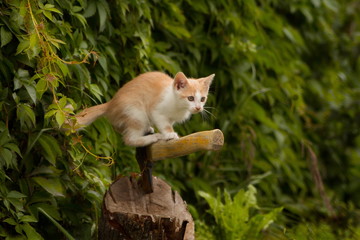 рыжий котенок охотится в саду - obrazy, fototapety, plakaty