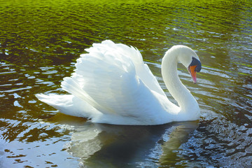 Fototapeta premium One big white adult beautiful swan posing and swimming in a brown water lake on a sunny afternoon.