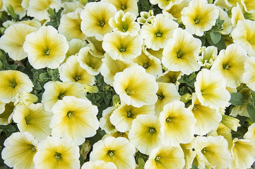 Bright summer yellow petunias - 165953335