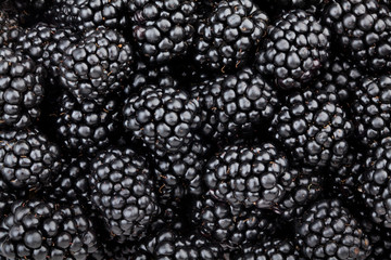 blackberry © bergamont