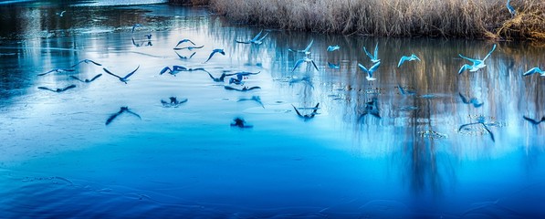 Vögel auf gefrorenem Teich