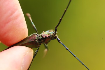 Beetle with long mustache and colored shell