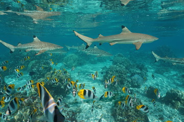 Blacktip reef sharks with a shoal of tropical fish Pacific double-saddle butterflyfish underwater...