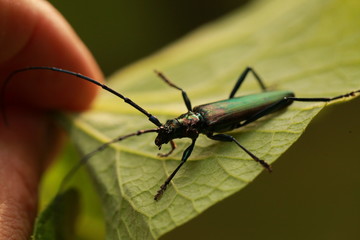 Beetle with long mustache and colored shell