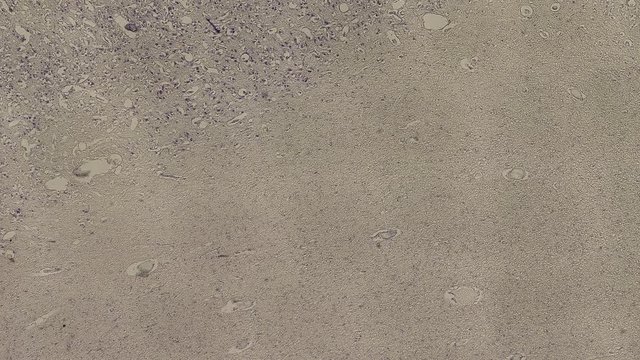 human body cells under a microscope zoom in animation