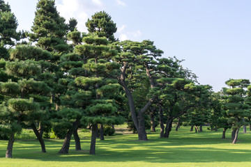 Naklejka premium tokyo imperial palace pine tree