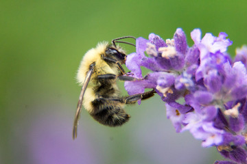 bee 1