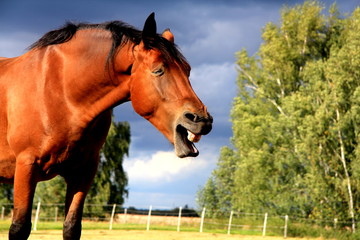 laughing horse