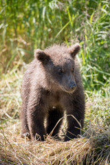 Fototapeta premium Alaskan brown bear cub on shore