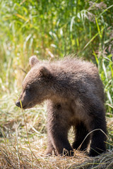 Naklejka na ściany i meble Alaskan brown bear cub on shore