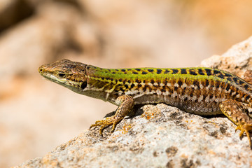 Green lizard (Reptile Podarcis Siculus)