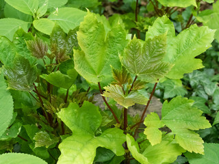 new fresh trees in the forest