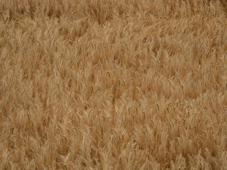 Barley field on a hot summer day