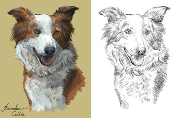 Colorful and monochrome hand drawing vector portrait of Border collie red color