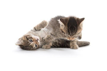Two kittens playing on white