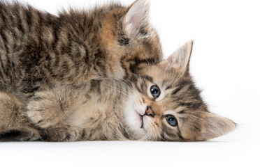 Two cute kittens playing