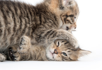 Two cute kittens playing