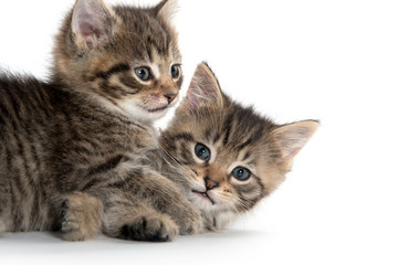 Two cute kittens playing