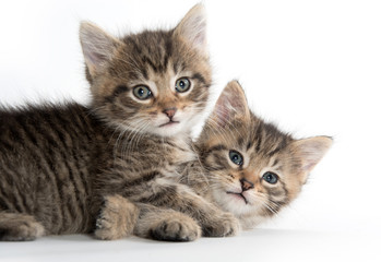 Two cute kittens playing