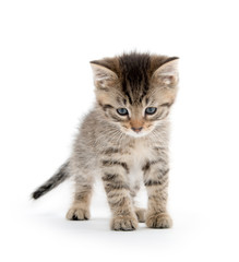 Fototapeta na wymiar Cute tabby kitten on white background