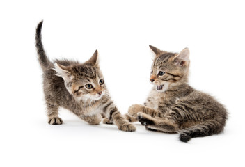 Obraz premium Cute tabby kittens playing