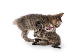 Cute tabby kittens playing