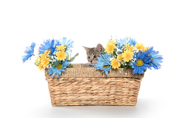 Tabby kitten in basket with flowers