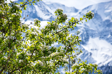 Spring in french Alps