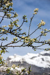 Spring in french Alps