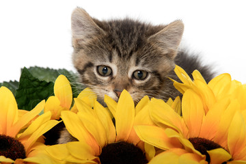 Cute tabby kitten wiht sunflowers