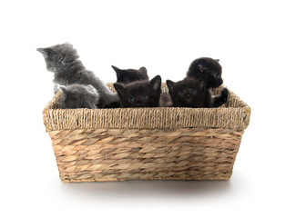 Cute kittens in a basket