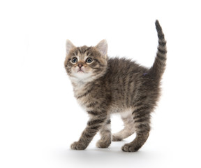 Cute tabby kitten on white background
