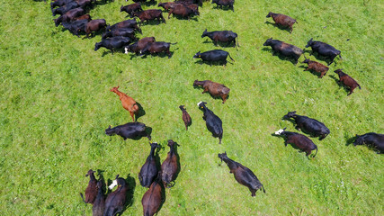 Overhead image of cows in pasture