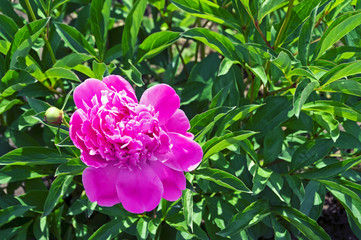 Пион цветёт.