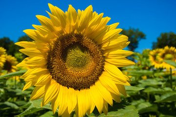 Sunflower and blue sky