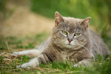 Cat laying in the the grass