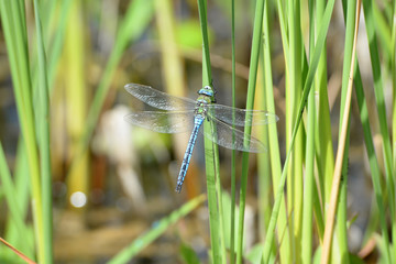 Große Königslibelle