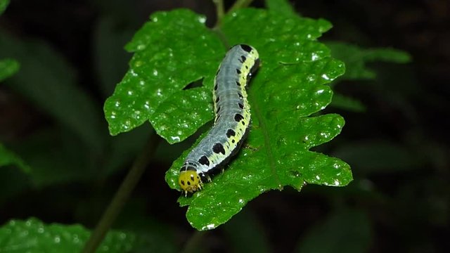 Caterpillar on leaves in tropical rain forest. 