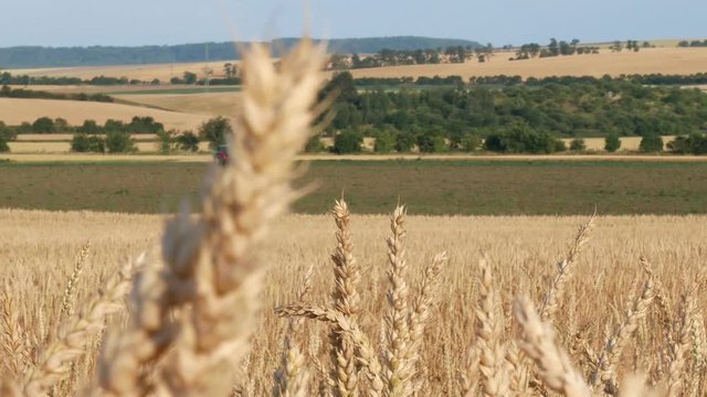 Detail of Wheat Field with Going Tractor. Panning.