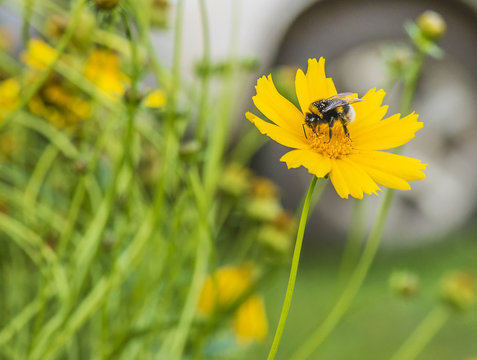 bumblebee on a yellow flower