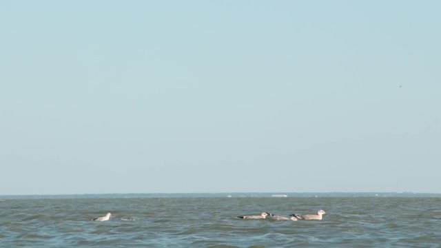 Seagulls swim and bathe in the sea waves.