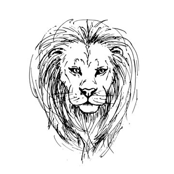 Sketch by pen of a lion head