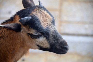 Obraz premium Ziegenlamm